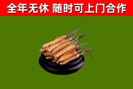 洛龙区回收冬虫夏草