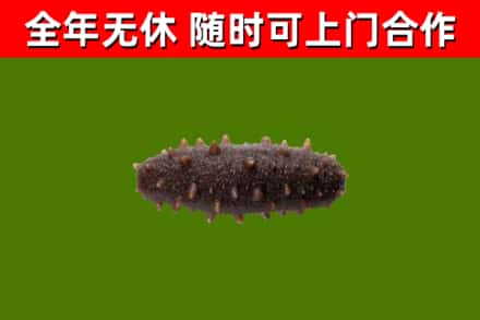 洛龙区回收海参干
